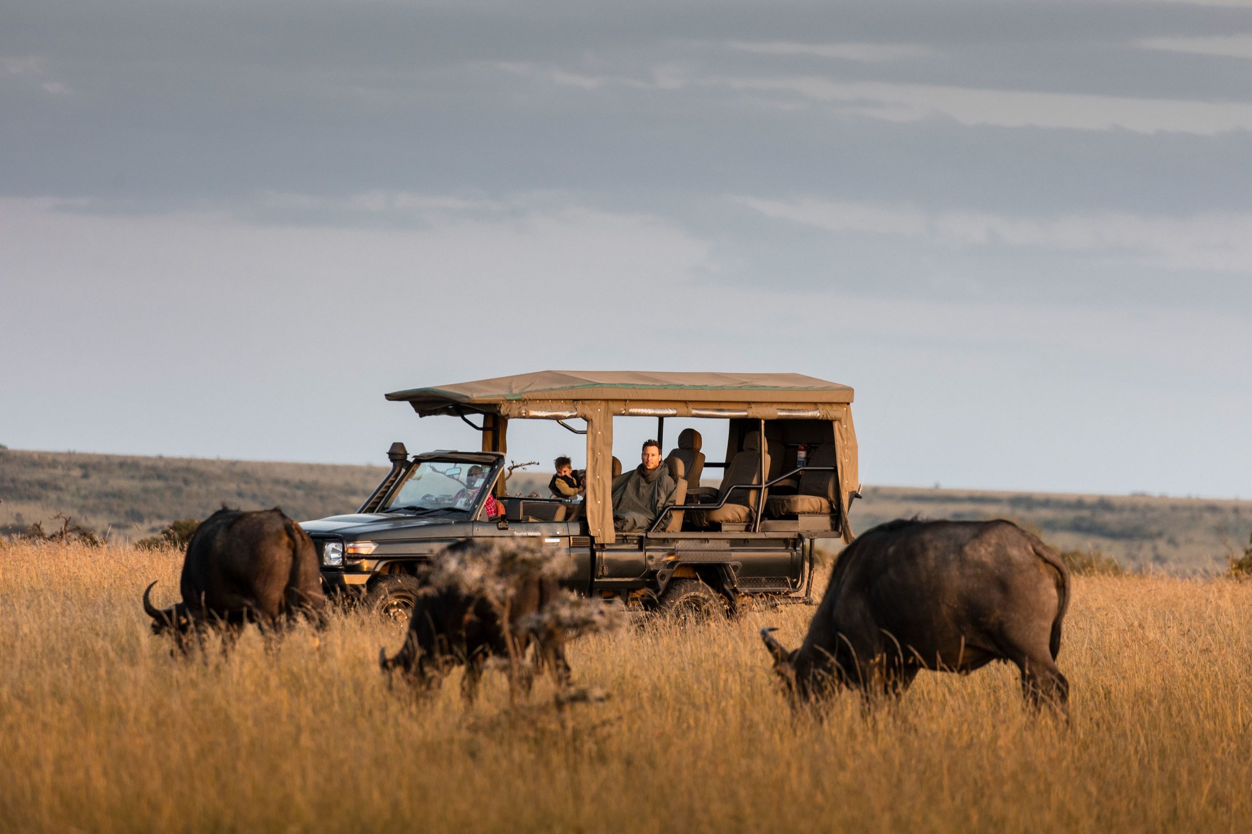 Safari and Wildlife 2